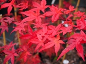 Acer palmatum 'Beni Maiko' 